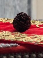 Authentic Rudraksha Bead - Image 3