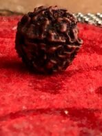 Authentic Rudraksha Bead - Image 2
