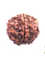 Authentic Rudraksha Bead - Image 8