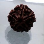 Authentic Rudraksha Bead