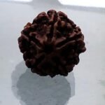 Authentic Rudraksha Bead