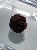 Authentic Rudraksha Bead - Image 6