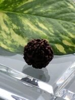 Authentic Rudraksha Bead - Image 5