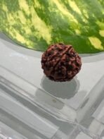 Authentic Rudraksha Bead - Image 4
