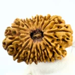 Antique 15 Mukhi Rudraksha (Nepal Origin - 34.30 MM | 5.04 Gms) - Image 2