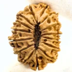 Antique 15 Mukhi Rudraksha (Nepal Origin - 34.30 MM | 5.04 Gms)