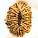 Antique 15 Mukhi Rudraksha (Nepal Origin - 34.30 MM | 5.04 Gms)