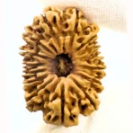 Antique 15 Mukhi Rudraksha (Nepal Origin - 34.30 MM | 5.04 Gms) - Image 4