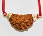 Natural 1 Face/Mukhi Rudraksha - Image 3