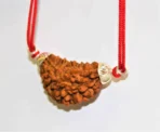 Natural 1 Face/Mukhi Rudraksha - Image 4