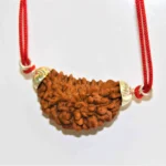 Natural 1 Face/Mukhi Rudraksha