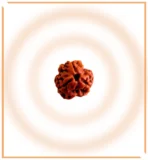 Natural 3 Mukhi Rudraksha (Nepal Origin) - Image 4