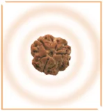 Natural 3 Mukhi Rudraksha (Nepal Origin) - Image 5